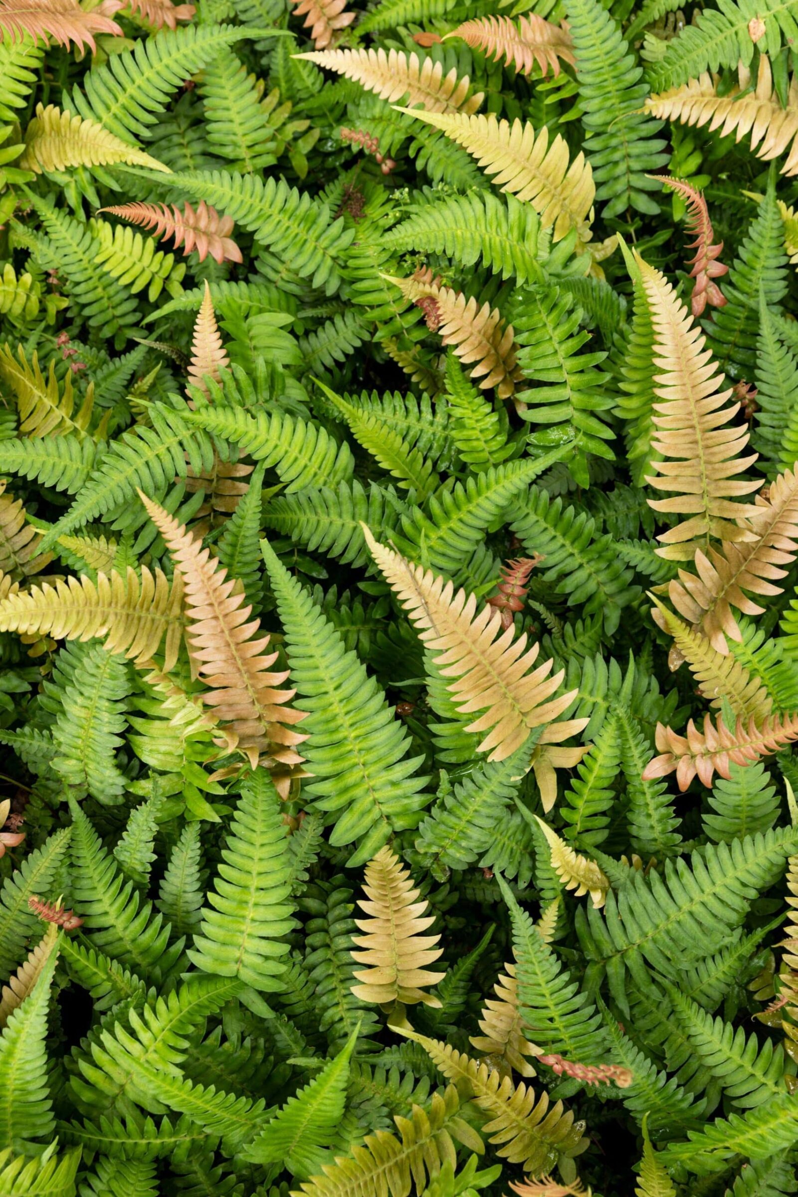 Fern Garden — Ganna Walska Lotusland