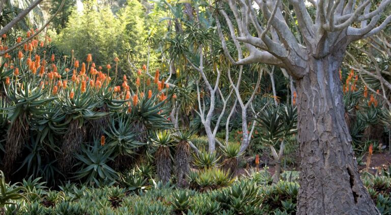 Aloe Garden with fiery red blossoms.